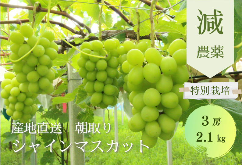 サンプルイメージ